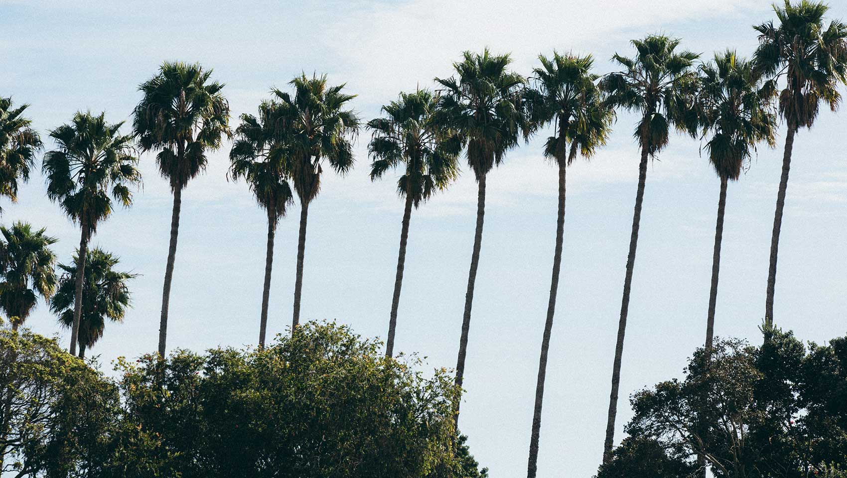 Palm trees against blue sky